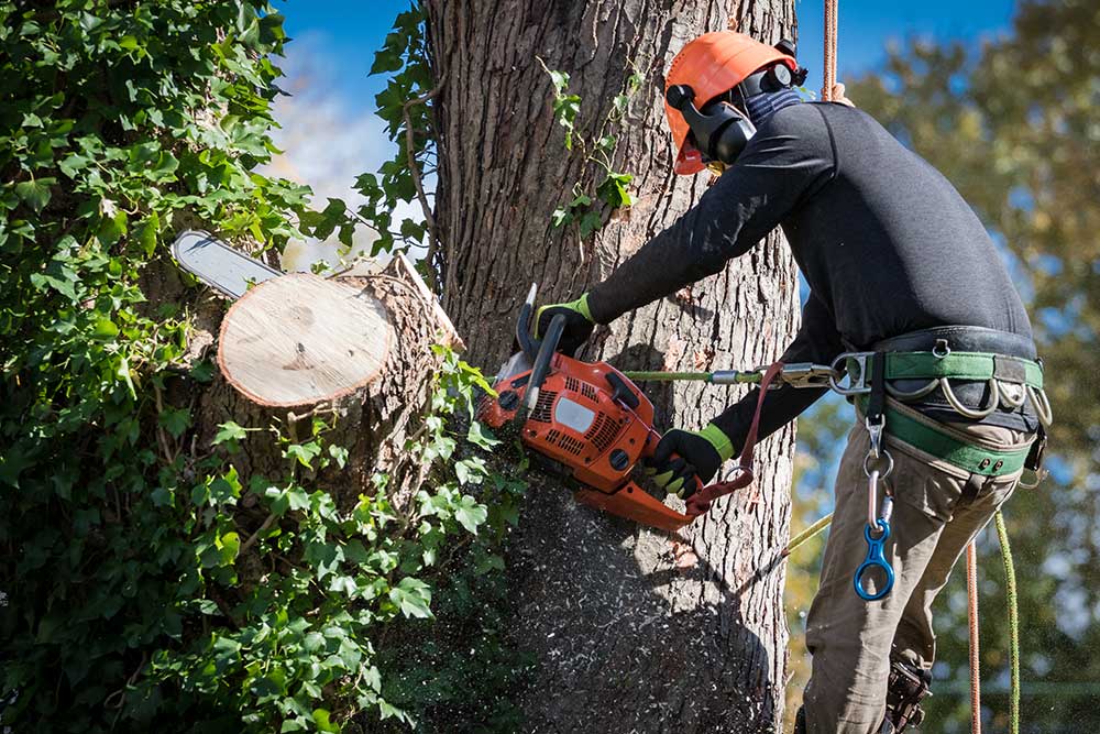 Tree Risk Assessment & Smart Removal Planning in Mississippi