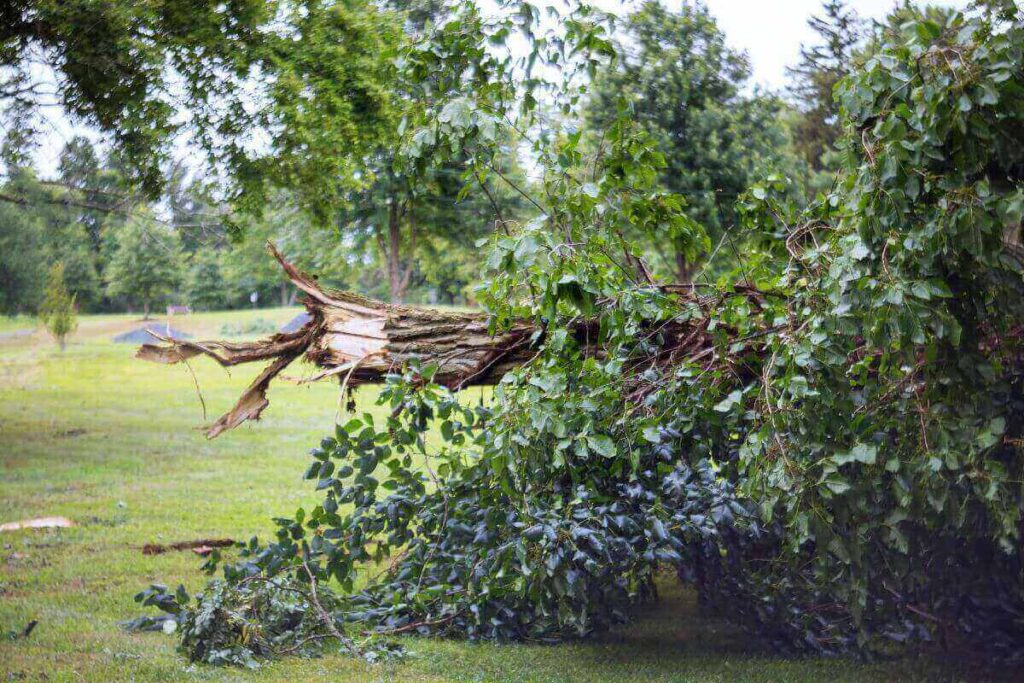 Emergency Tree Removal in Mississippi: How to Handle Storm Damage Quickly