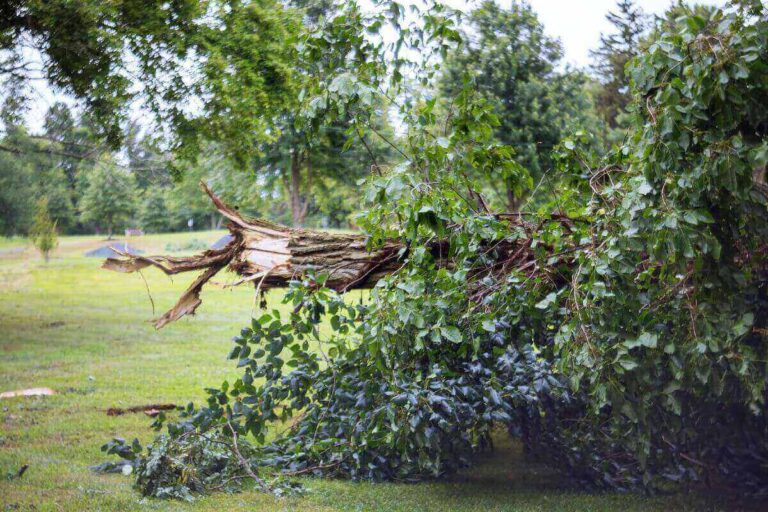 Read more about the article Emergency Tree Removal in Mississippi: How to Handle Storm Damage Quickly