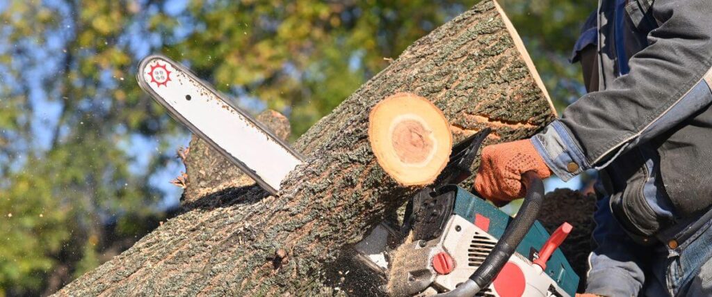The Ultimate Guide to Tree Services and Emergency Removal in Brookhaven