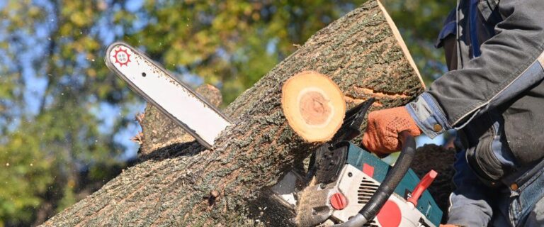 Read more about the article The Ultimate Guide to Tree Services and Emergency Removal in Brookhaven
