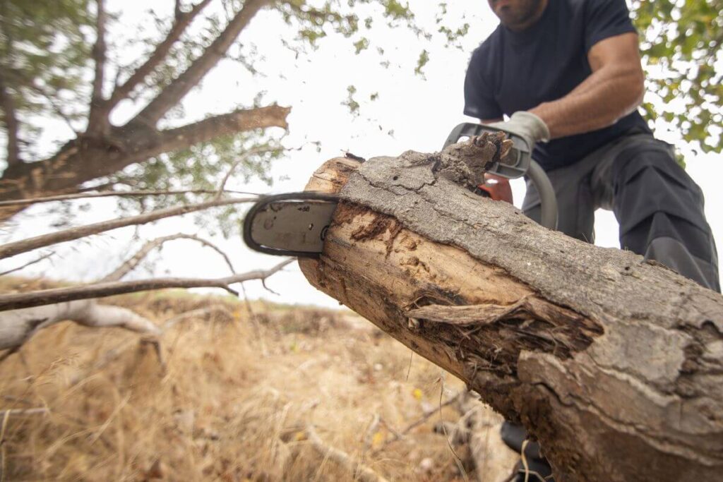 Signs You Need a Tree Removal Service in Brookhaven Before It’s Too Late
