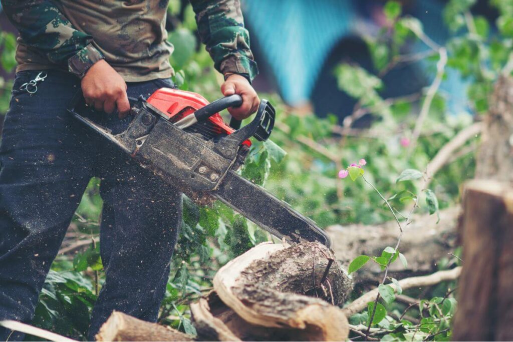 Tree Trimming vs. Tree Removal in Mississippi: How to Decide What’s Right for Your Property