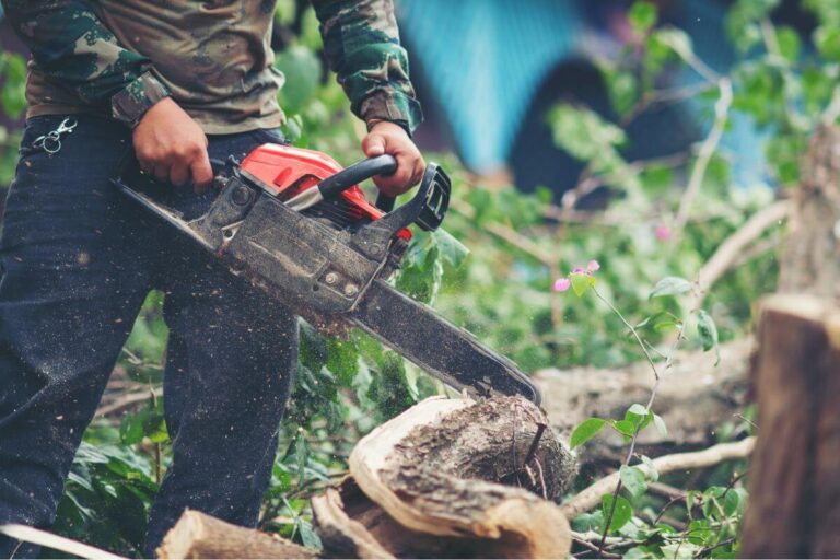 Read more about the article Tree Trimming vs. Tree Removal in Mississippi: How to Decide What’s Right for Your Property