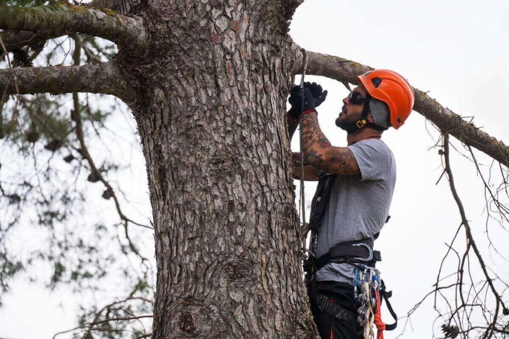 The Hidden Dangers of Neglecting Tree Maintenance in Mississippi: Why Regular Care Matters