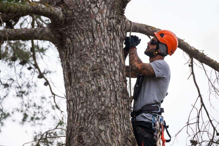 Read more about the article The Hidden Dangers of Neglecting Tree Maintenance in Mississippi: Why Regular Care Matters
