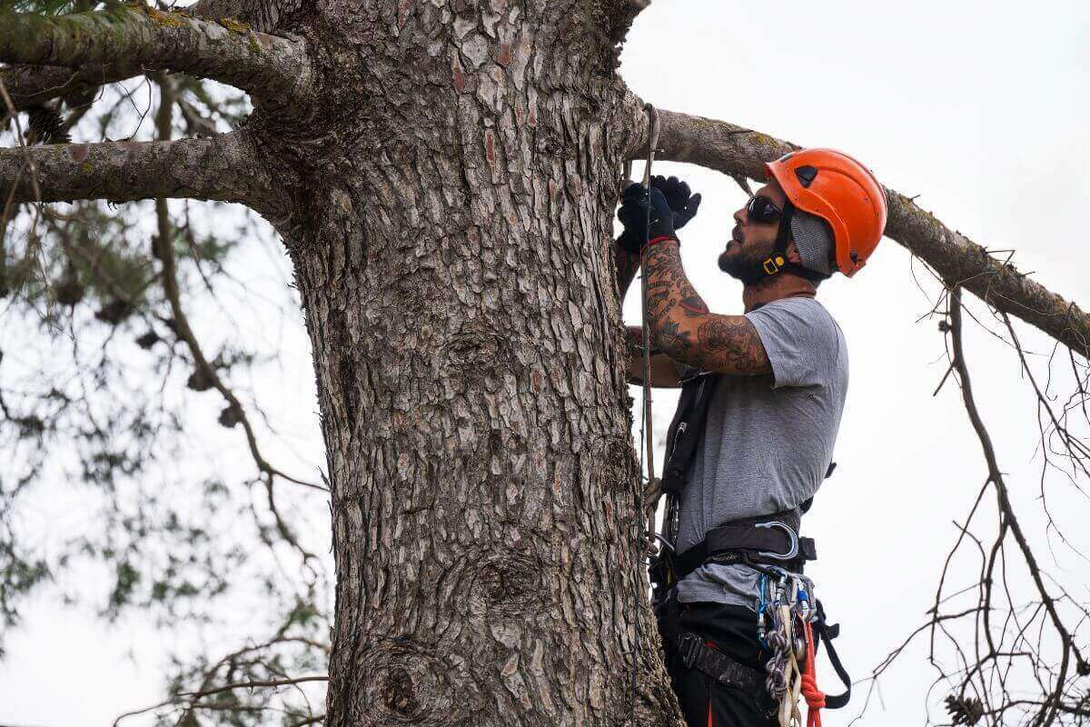 You are currently viewing The Hidden Dangers of Neglecting Tree Maintenance in Mississippi: Why Regular Care Matters