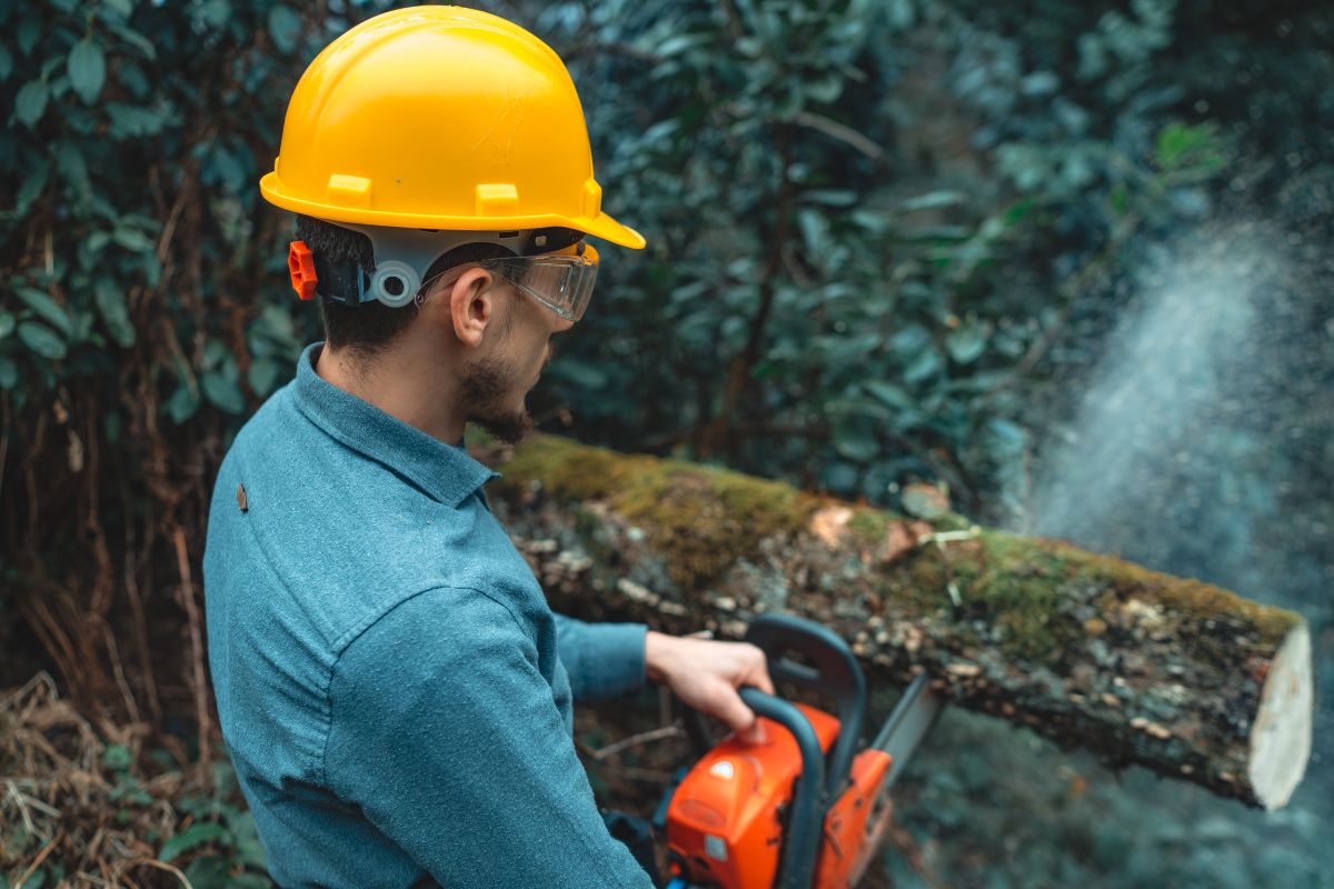 You are currently viewing Emergency Tree Removal in Mississippi: What to Do After a Storm