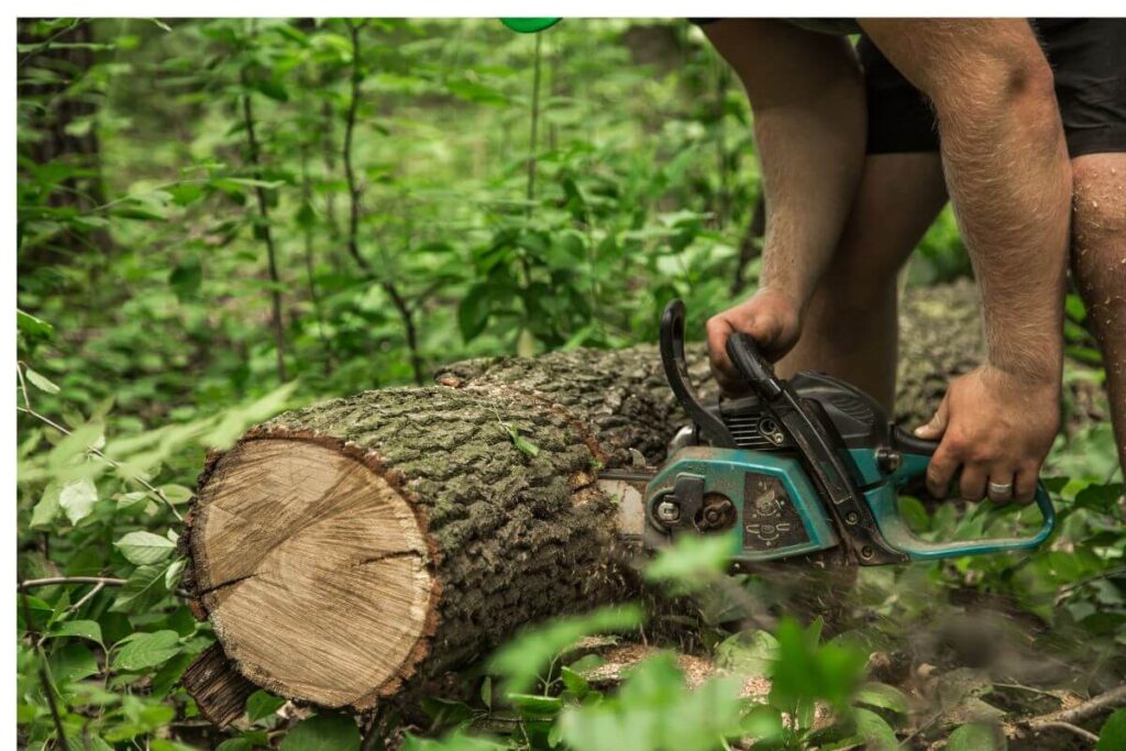 The Ultimate Guide to Tree Removal: Why Your Curb Appeal and Safety Depend on Professional Precision