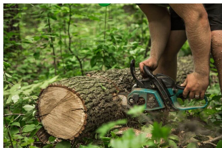 Read more about the article The Ultimate Guide to Tree Removal: Why Your Curb Appeal and Safety Depend on Professional Precision