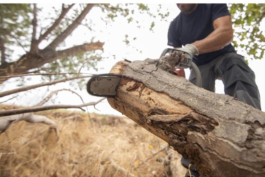 The High-Stakes Guide to Tree Removal: Protecting Your Home, Your Safety, and Your Equity