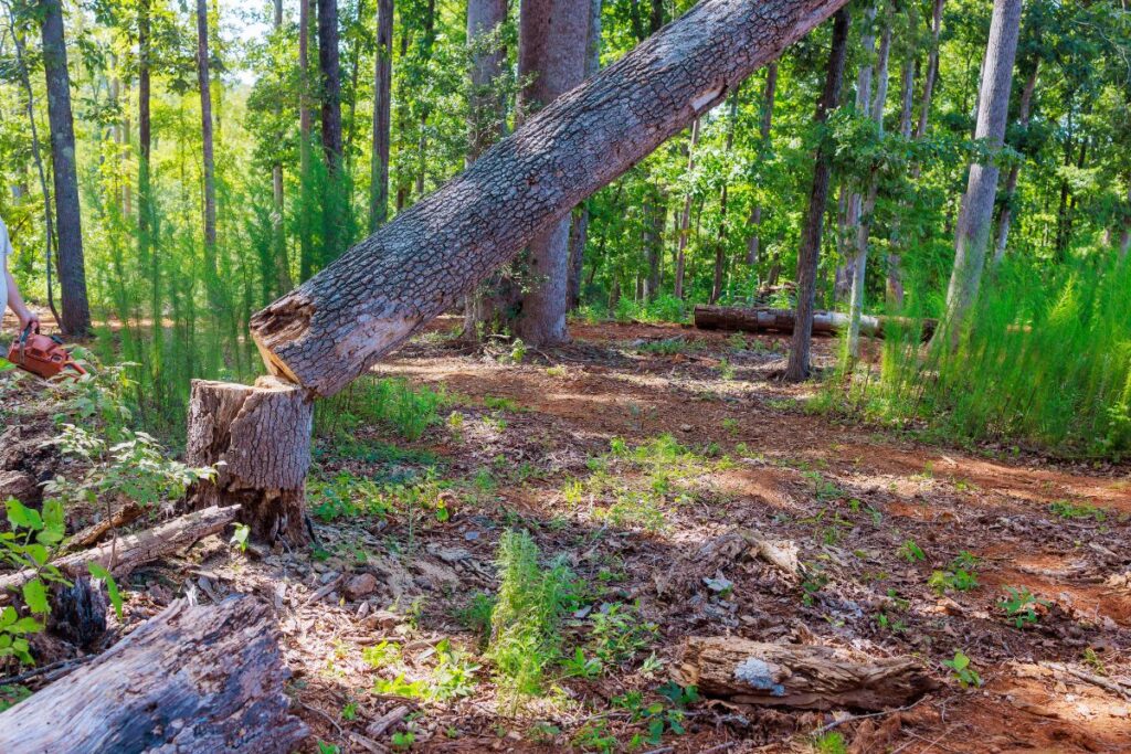 Signs a Tree Might Fall Before a Storm: What to Check Before It’s Too Late