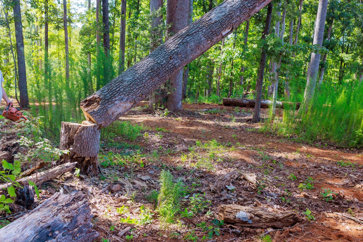 You are currently viewing Signs a Tree Might Fall Before a Storm: What to Check Before It’s Too Late