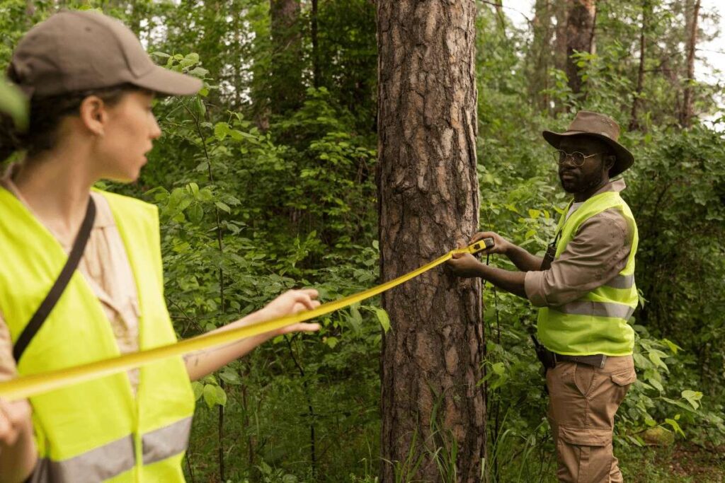 How Tree Placement Impacts Property Value, Safety, and Long-Term Maintenance