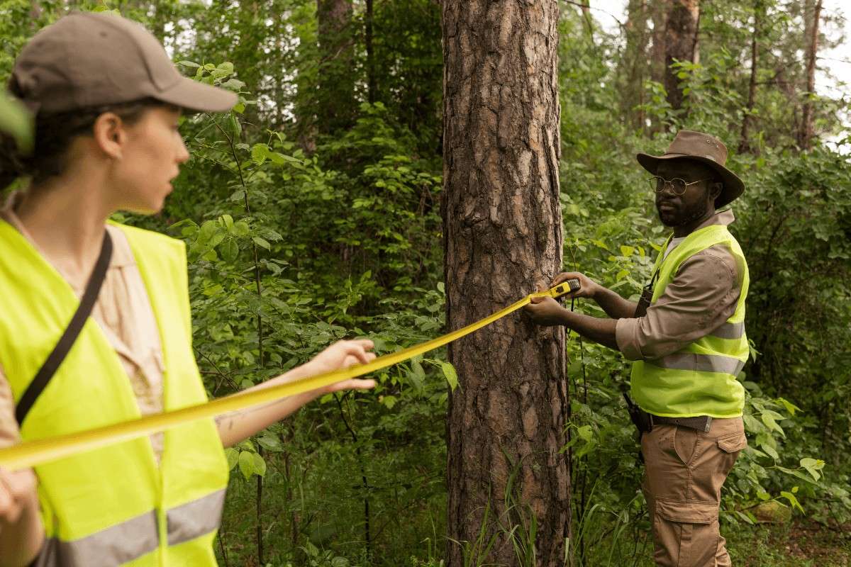 Read more about the article How Tree Placement Impacts Property Value, Safety, and Long-Term Maintenance