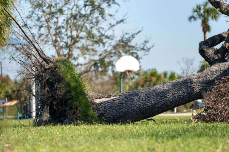Read more about the article How Proactive Tree Management Can Reduce Storm-Related Property Damage